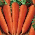 Cà rốt - Vua của các loại rau củ