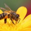 Mật ong giúp giảm cân