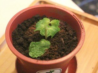 Kem chậu cây độc đáo tại Dear Joe