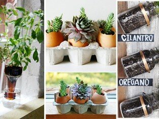 15 ý tưởng trồng cây trong bếp cực ngộ nghĩnh