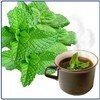 Cách dùng tinh dầu bạc hà