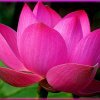 Hoa sen chính thức là quốc hoa Việt Nam