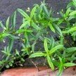 Bài thuốc bí truyền chữa ung thư