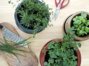 6 lời khuyên trồng rau trong bếp