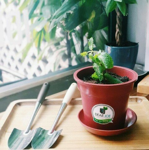 kem chậu cây