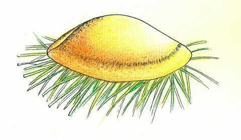 Songpyeon Trieu Tien a