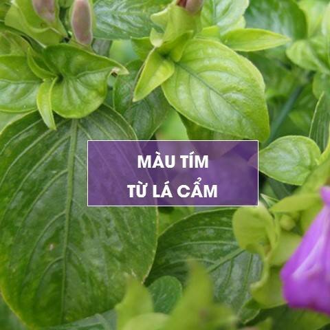 mau-tim