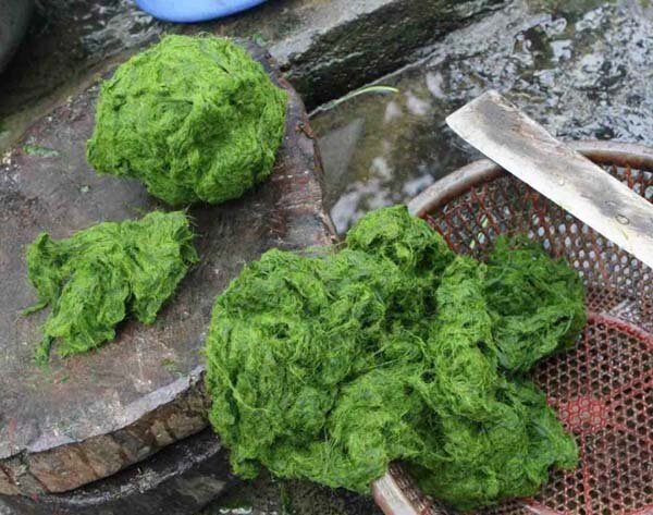 Rêu suối Mường Lò, Yên Bái Về Yên Bái, đừng quên thưởng thức đặc sản nếp Tú Lệ, xôi ngũ sắc