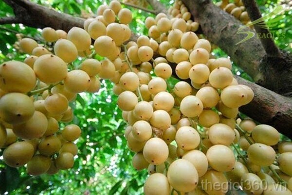 Những chùm dâu da vàng ươm sai trĩu quả Những chùm dâu da vàng ươm sai trĩu quả