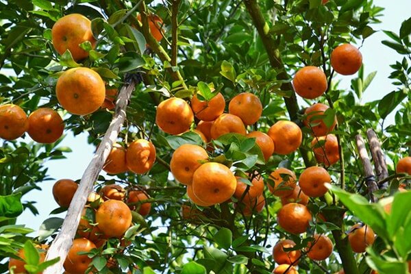 Những cây quýt sai trĩu quả Những cây quýt sai trĩu quả