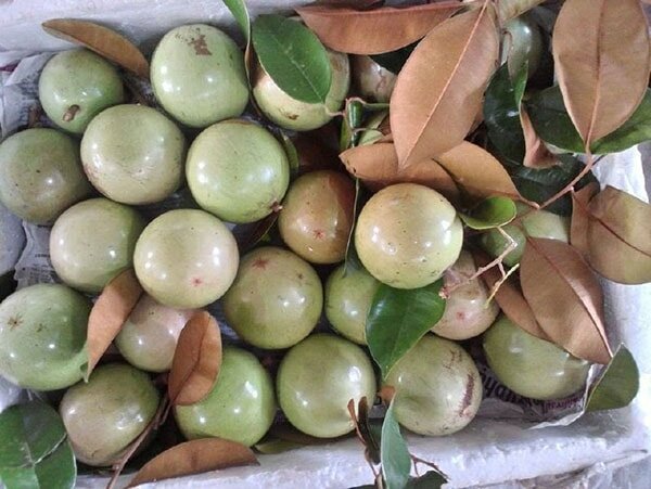 Những quả vú sữa căng tròn, sáng bóng Những quả vú sữa căng tròn, sáng bóng