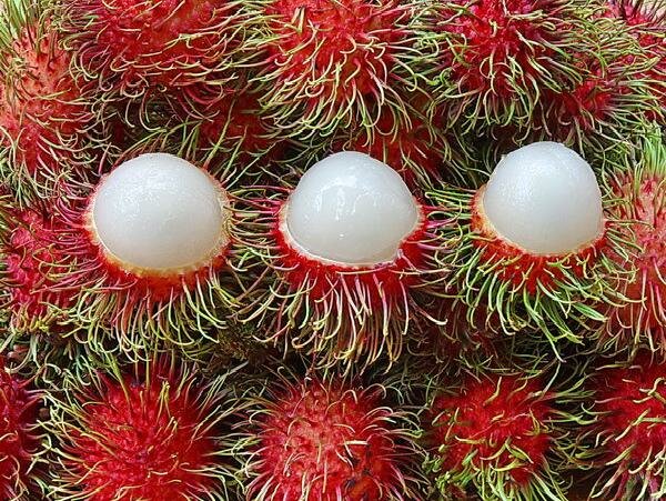 Chôm chôm nhãn có thịt quả dày, giòn và tróc hạt Chôm chôm nhãn có thịt quả dày, giòn và tróc hạt