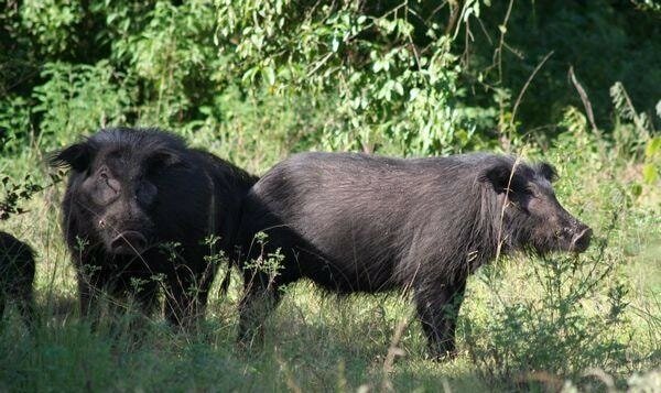 Lợn được chăn thả ở vùng núi cao để lấy thịt Hai món ngon nổi tiếng Điện Biên được chế biến từ thịt lợn