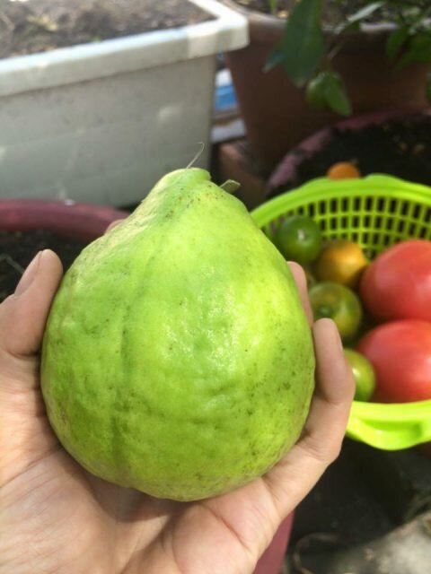 kinh-nghiem-trong-oi-2
