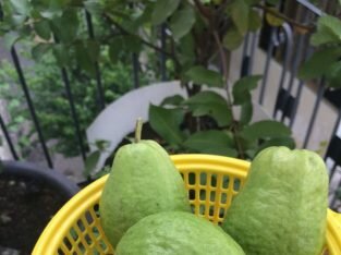 Kinh nghiệm trồng ổi trong chậu tại nhà