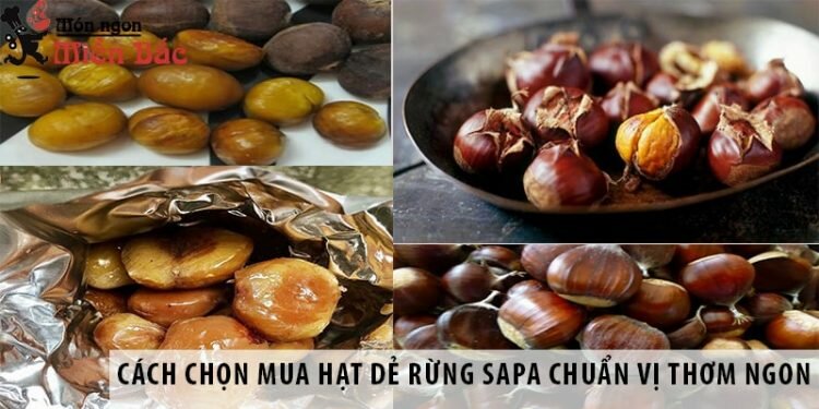 Cách chọn mua hạt dẻ rừng Sapa chuẩn vị thơm ngon