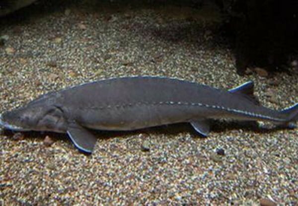 Tổng hợp các món ngon từ cá tầm sapa ăn mãi không thấy chán 1 Các món ngon từ cá tầm sapa vừa ngon vừa dễ chế biến