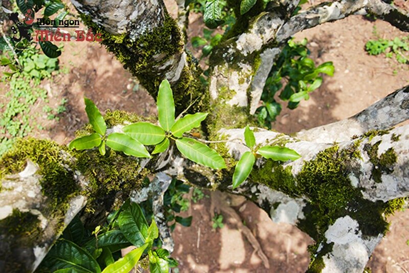 Chè Tuyết Tủa Chùa Điện Biên Chè Tuyết Tủa Chùa Điện Biên