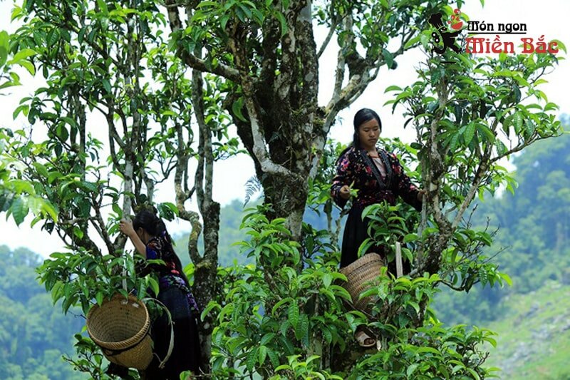 Chè Tuyết Tủa Chùa Điện Biên Chè Tuyết Tủa Chùa Điện Biên