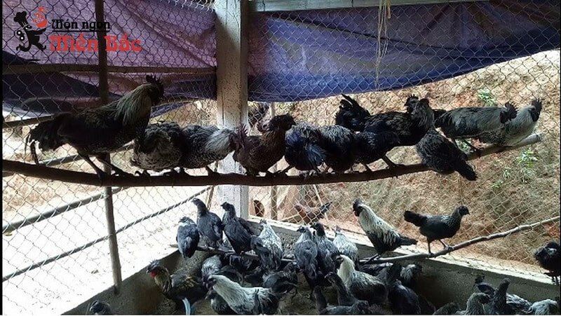 Đặc sản Gà đen Tủa Chùa (Ka Đu) Đặc sản Gà đen Tủa Chùa (Ka Đu)