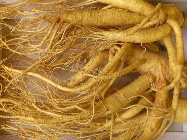 6 bài thuốc Đông y giúp điều trị bệnh sa sút trí tuệ Alzheimer 7