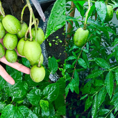 Cách trồng cây cóc Thái trong chậu cực sai quả