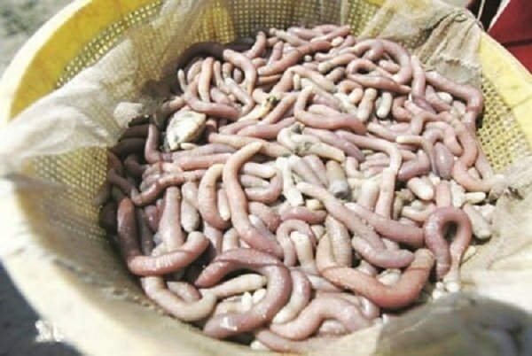 Tìm hiểu về sá sùng, đặc sản độc đáo của Quảng Ninh 1 Tìm hiểu về sá sùng, đặc sản độc đáo của Quảng Ninh 1