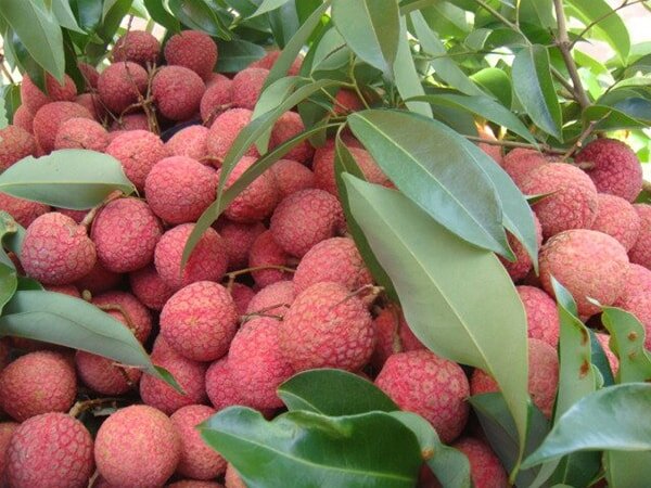 10 đặc sản Hải Dương nổi tiếng dùng làm quà tặng 1 10 món đặc sản thơm ngon nức tiếng của đất Hải Dương 1