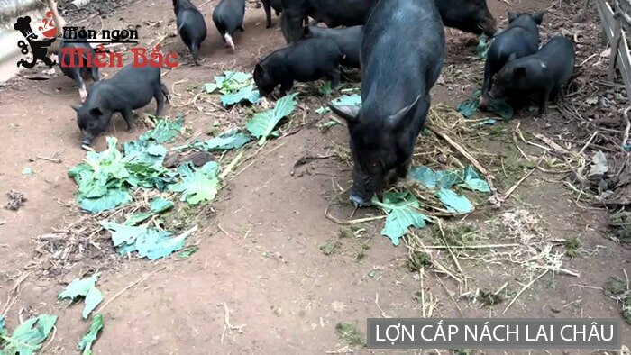 Lợn cắp nách là 1 trong những món đặc sản làm quà được yêu thích ở Lai Châu Lợn cắp nách là 1 trong những món đặc sản làm quà được yêu thích ở Lai Châu