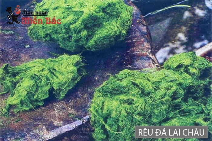 Rêu đá được tìm thấy ở những bờ suối