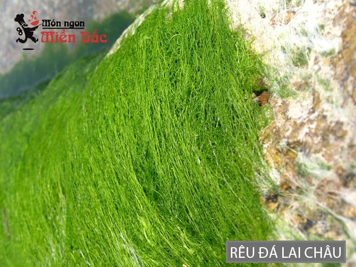 Rêu đá được tìm thấy ở những bờ suối