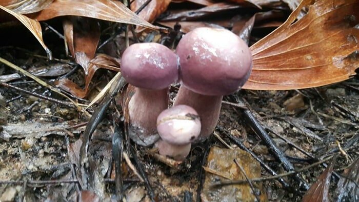 Nấm tràm là món ăn dân dã của người dân Rạch Giá khi mùa mưa đến Nấm tràm là món ăn dân dã của người dân Rạch Giá khi mùa mưa đến