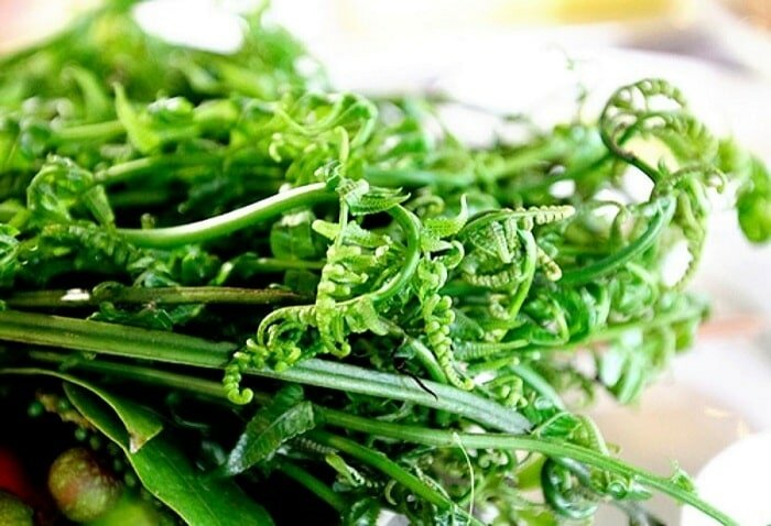Rau dớn là loại rau có hình dáng giống lá dương sỉ Rau dớn là loại rau có hình dáng giống lá dương sỉ