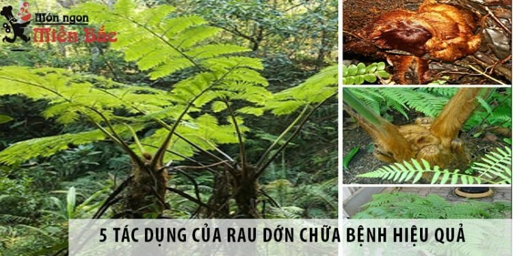 5 tác dụng của rau dớn chữa bệnh hiệu quả