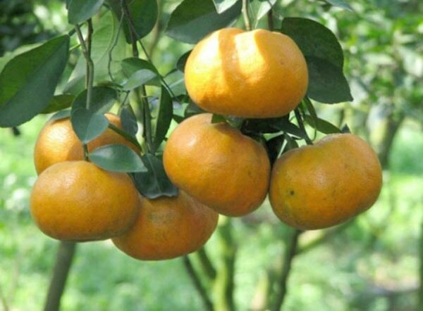 Quýt đường quả tròn, sai trĩu quả Quýt đường quả tròn, sai trĩu quả