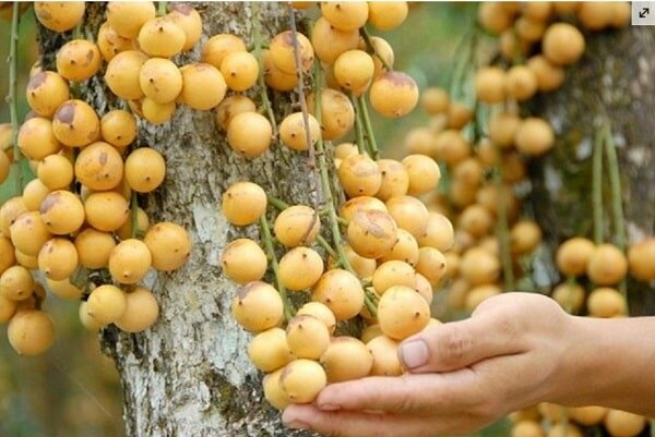 Chùm dâu da sai trĩu quả Chùm dâu da sai trĩu quả