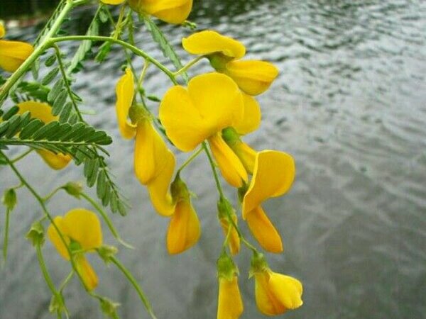 Bông điên điển có thể chế biến thành rất nhiều món món ăn từ hoa 3