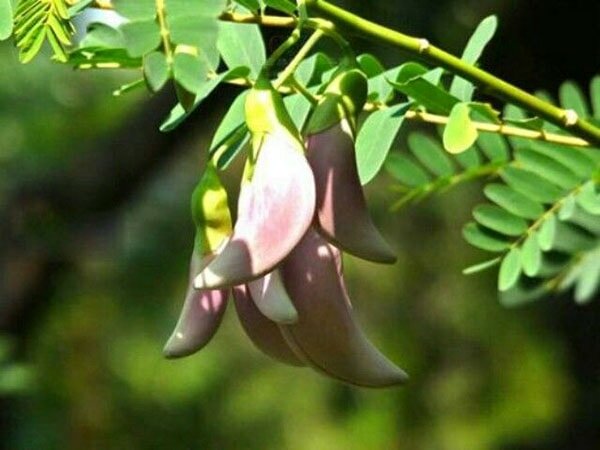 Món phổ biến nhất là so đũa nấu canh chua với cá lóc món ăn từ hoa 4