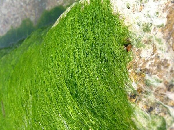 Sự tích về món rêu đá tại Lai Châu 1 món rêu đá 2