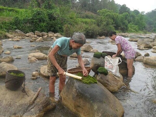 Sự tích về món rêu đá tại Lai Châu 2 món rêu đá 3