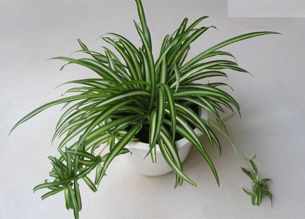 Cây lan chi thanh lọc không khí, xua đuổi tà ma Cây lan chi thanh lọc không khí, xua đuổi tà ma