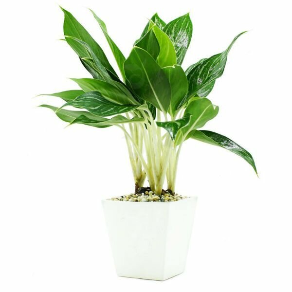 Cây bạch mã hoàng tử mang đến may mắn Cây bạch mã hoàng tử mang đến may mắn