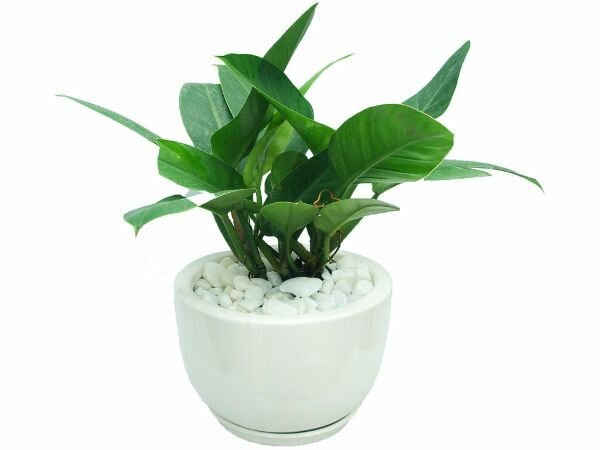 Cây trầu bà đế vương thanh lọc khí độc trải lại không khí trong lành Cây trầu bà đế vương thanh lọc khí độc trải lại không khí trong lành
