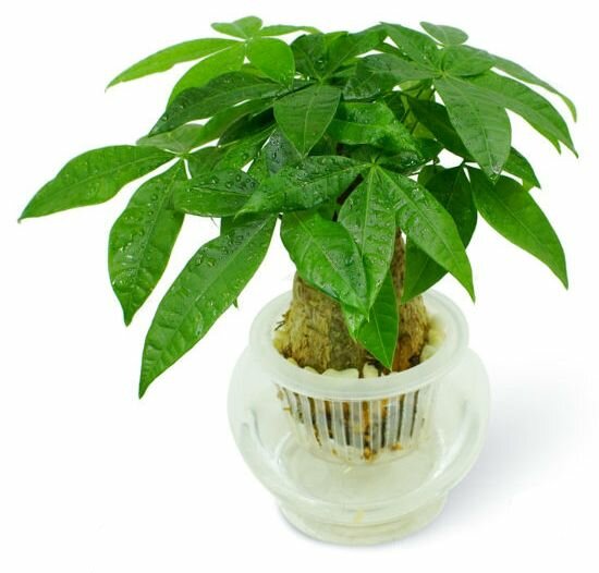 Đặt cây kim ngân trong nhà, trong phòng làm việc sẽ giúp hỗ trợ đường công danh, tài lộc và tích lũy tiền bạc. Đặt cây kim ngân trong nhà, trong phòng làm việc sẽ giúp hỗ trợ đường công danh, tài lộc và tích lũy tiền bạc.