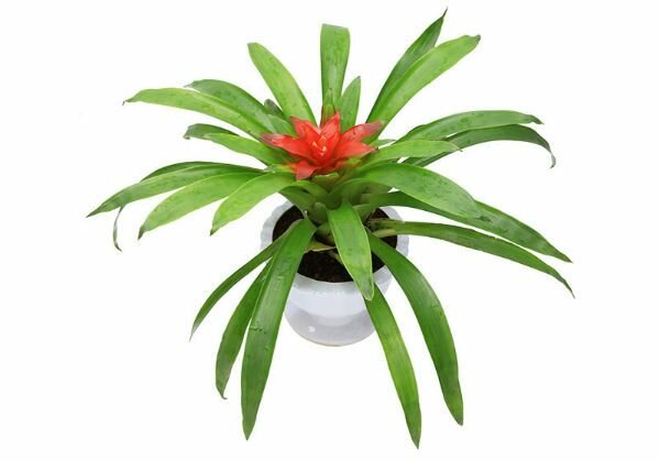 Cây dứa cảnh nến giúp gia chủ sống lạc quan, yêu cuộc sống Cây dứa cảnh nến giúp gia chủ sống lạc quan, yêu cuộc sống