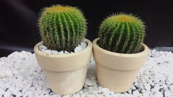 Cây xương rồng tiếp thêm sức mạnh để vượt qua thử thách Cây xương rồng tiếp thêm sức mạnh để vượt qua thử thách