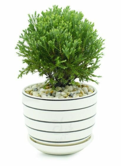 Cây tùng bồng lai Cây tùng bồng lai