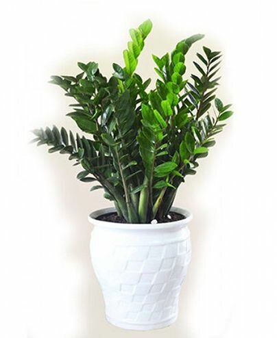 Cây kim tiền Cây kim tiền