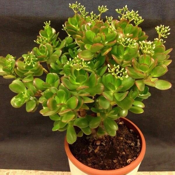 Cây ngọc bích Cây ngọc bích