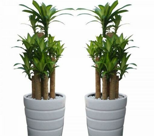 Cây thiết mộc lan